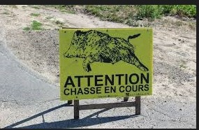 chasse aux sangliers 03.11.22