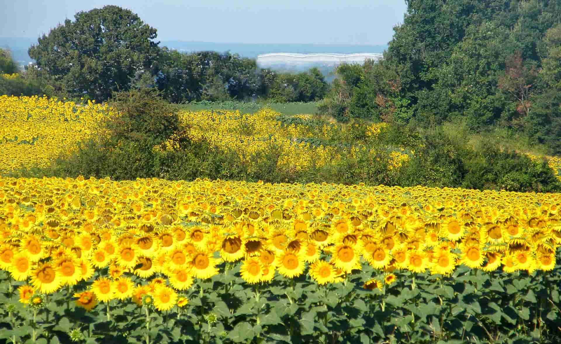 Tournesols accueil